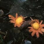 Astrocaryum paramaca Fleur
