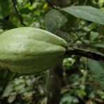 Rothmannia hispida Fruto