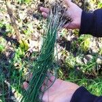 Allium massaessylum Likasa