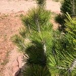 Pinus heldreichii Лист