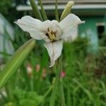 Gladiolus murielae Kwiat