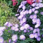 Symphyotrichum dumosum Blüte