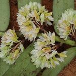 Calyptrochilum emarginatum Λουλούδι