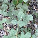 Rubus canescens Листок