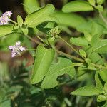 Lantana involucrata Other