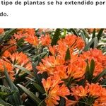 Clivia × cyrtanthiflora Flower