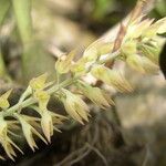 Bulbophyllum nigritianum Flower