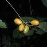 Abuta grandifolia Fruct