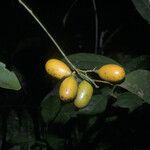 Abuta grandifolia Fruit