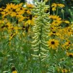 Astragalus canadensis Blüte