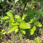 Harungana madagascariensis Hoja