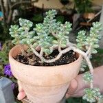 Sedum furfuraceum Лист