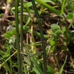 Pseudopodospermum brevicaule Leaf