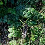 Cirsium erisithales Leaf