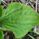 Craterostigma plantagineum Leaf