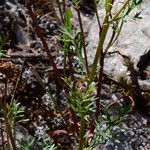 Leucanthemum monspeliense Leaf