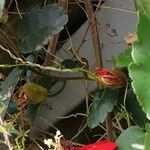 Passiflora miniata Kvet