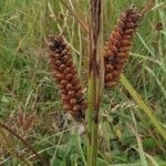 Carex flacca Hedelmä