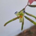 Billbergia distachia Virág