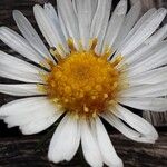 Symphyotrichum pilosum 花