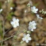 Omphalodes linifolia 形態