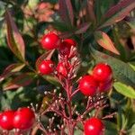 Nandina domesticaGyümölcs