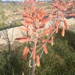 Aloe grandidentata Fleur