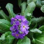 Primula denticulata Flower