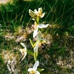 Ophrys apifera Flower