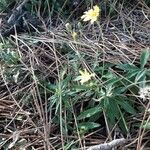 Hieracium sabaudum Habitat