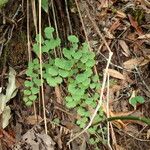 Adiantum poiretii Хабит