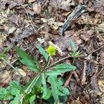 Ranunculus abortivus Feuille