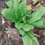 Primula denticulata Leaf