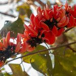 Erythrina variegata Blomst