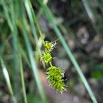 Carex divulsa Fruto