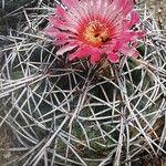 Echinocactus horizonthalonius Květ