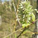 Salix hastata Levél