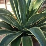 Agave demeesteriana Blatt