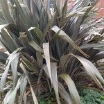 Phormium tenax Habit