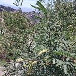 Prosopis velutina Flor