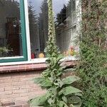 Verbascum thapsus Kwiat