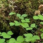 Tiarella trifoliata Vekstform