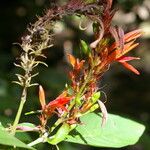 Justicia arborescens Flower