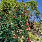 Passiflora manicata Elinympäristö