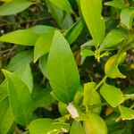 Citrus japonica ഇല