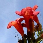 Campsis grandiflora Λουλούδι