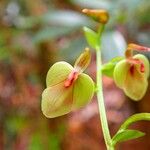 Stigmatodactylus grandiflorus Flower