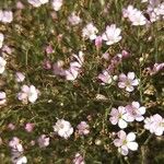 Petrorhagia saxifraga Blomst