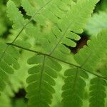 Gymnocarpium dryopteris Blatt