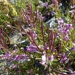 Epilobium dodonaei Φρούτο